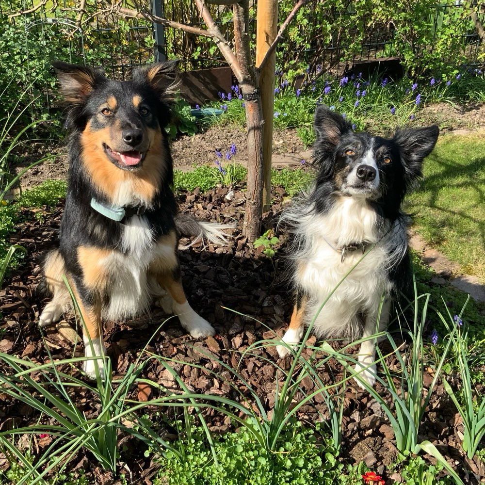 Hundetreffen-Begegnungstraining-Profilbild
