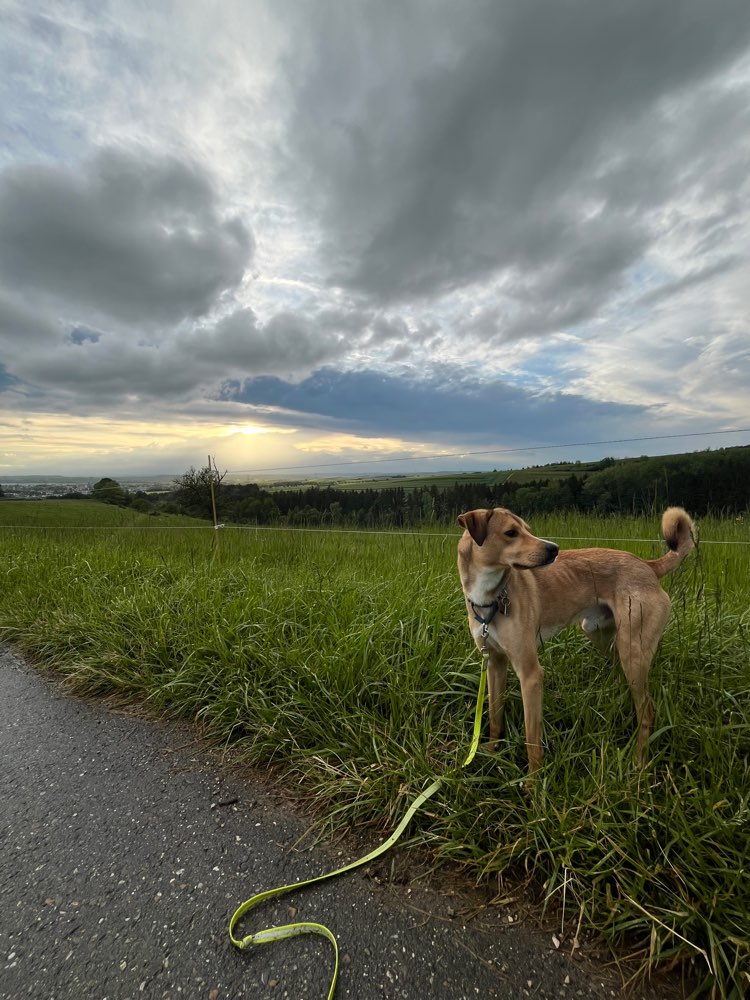 Hundetreffen-Hundebegegnung & Social Walk-Profilbild