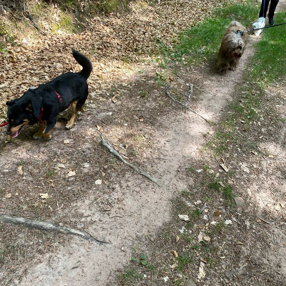 Hundetreffen-Social Walk mit zertifizierter Trainerin ab April-Profilbild