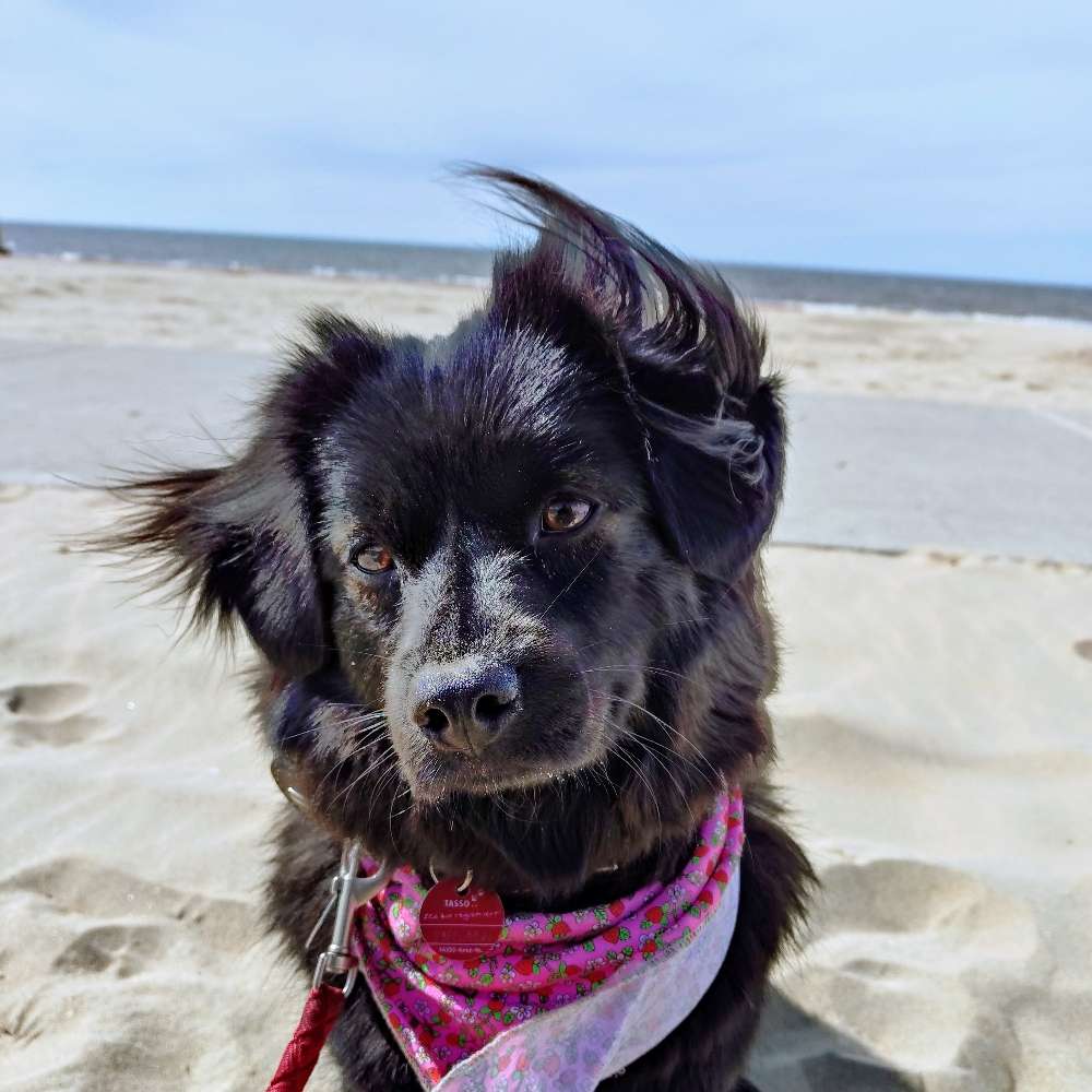 Hundetreffen-Suchen Hundekumpels-Profilbild