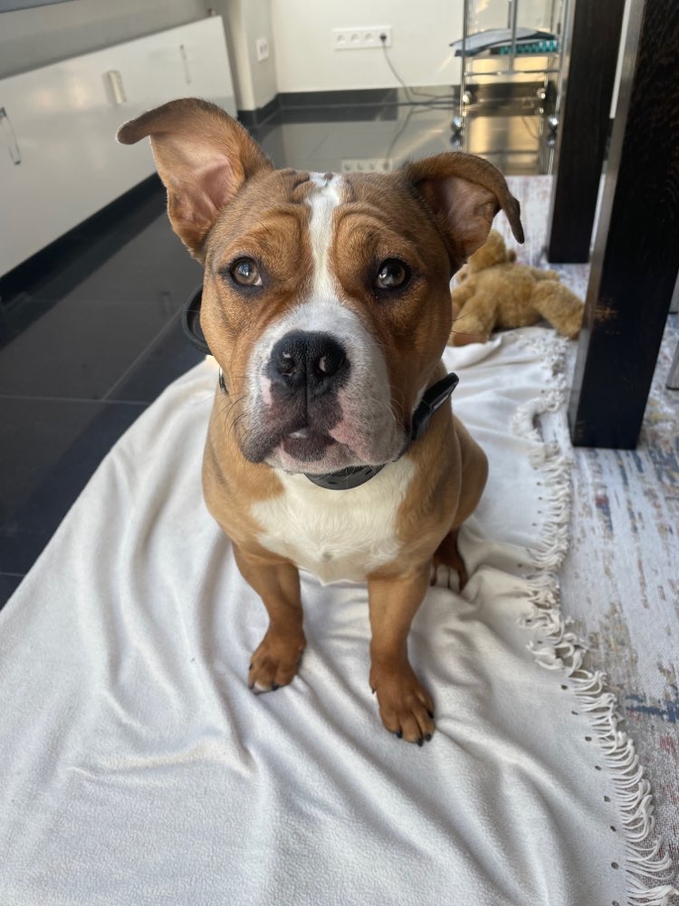 Hundetreffen-Souveränen Spielkumpel gesucht-Profilbild