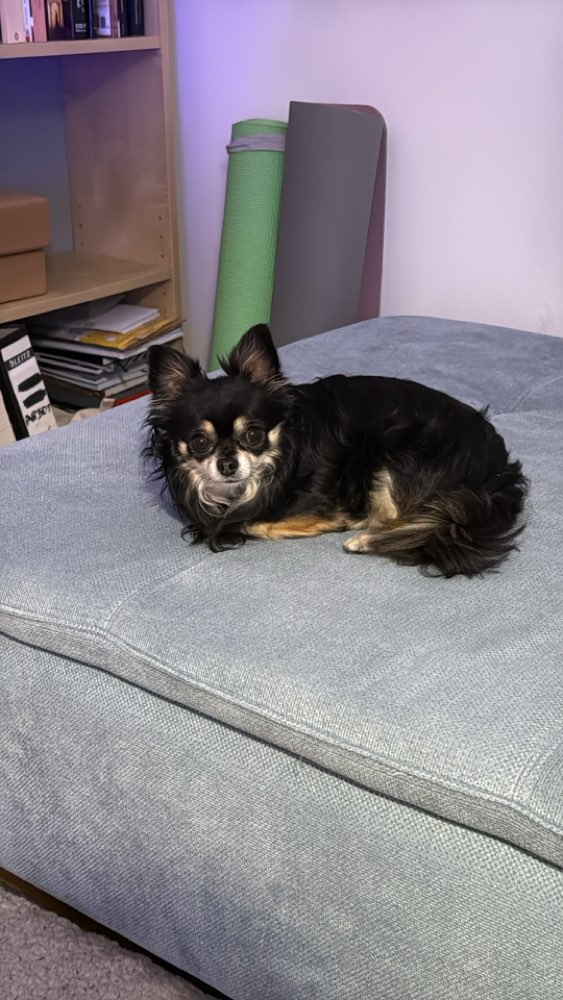 Hundetreffen-Kleine Hunde Treffen-Profilbild