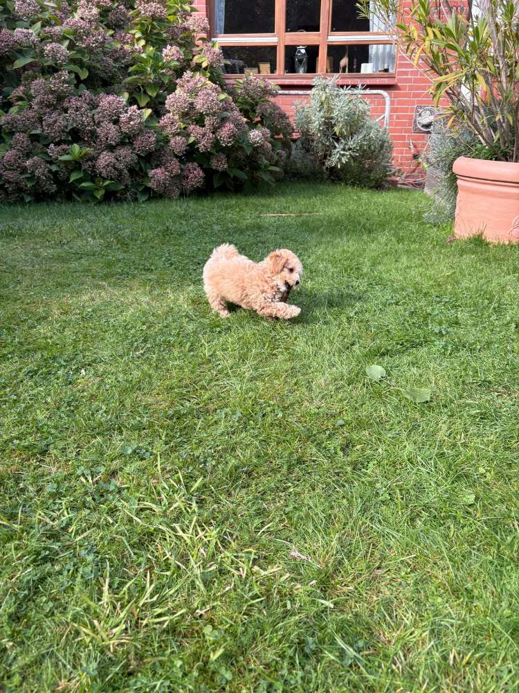 Hundetreffen-Spieltreffen in Wunstorf-Profilbild