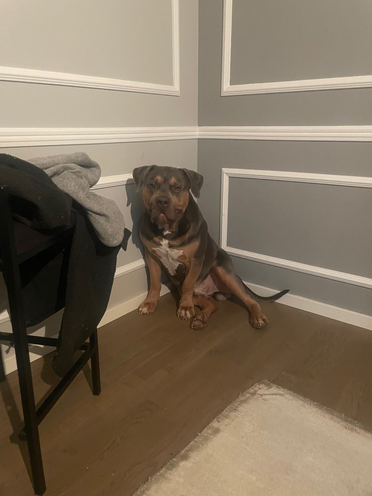 Hundetreffen-Suche American bully xl Weibchen-Profilbild