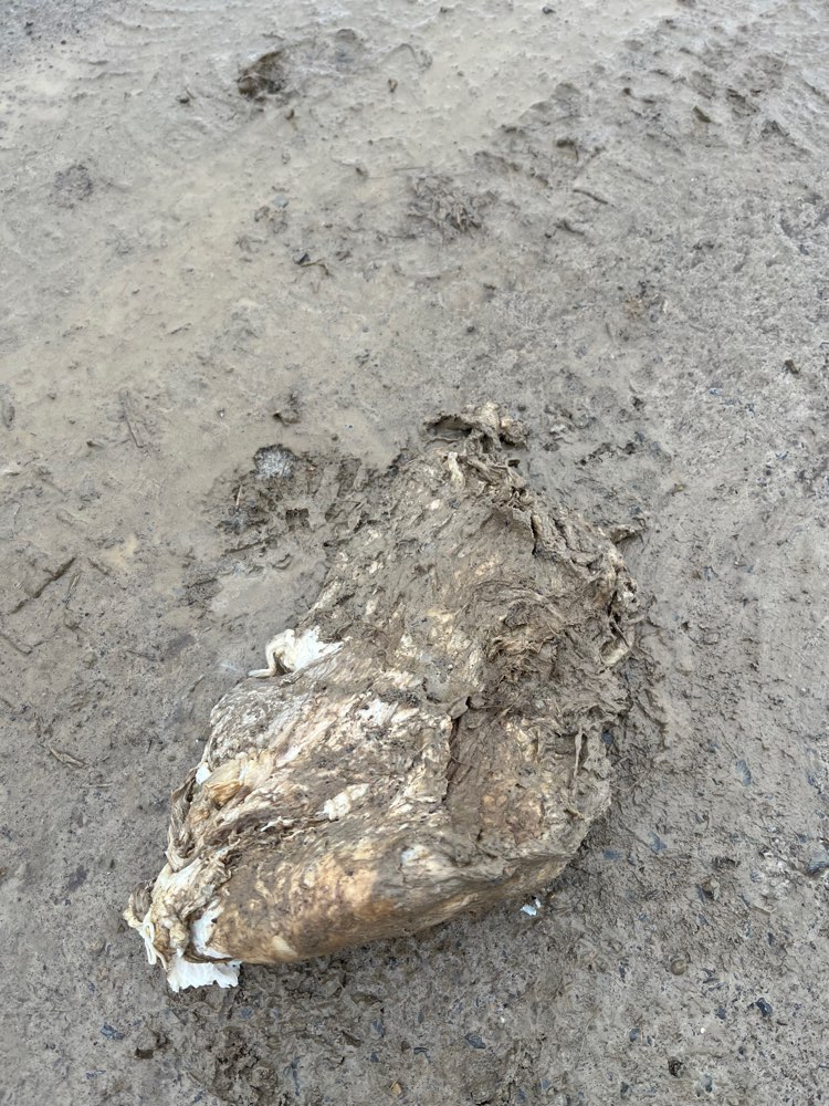 Giftköder-Offen liegendes Fleisch, Fleischreste-Profilbild