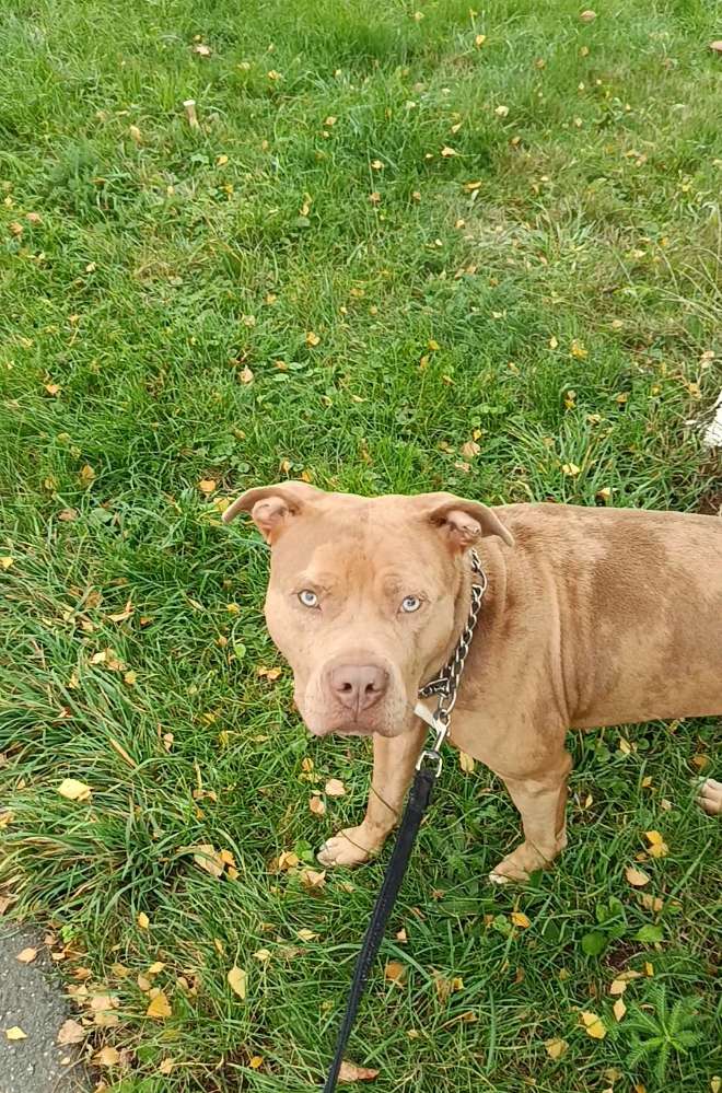 Hundetreffen-Spielrunde (im Garten) gesucht-Profilbild