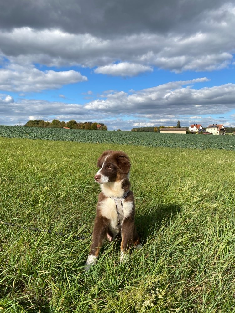 Hundetreffen-Charlie sucht Welpenfreunde-Profilbild