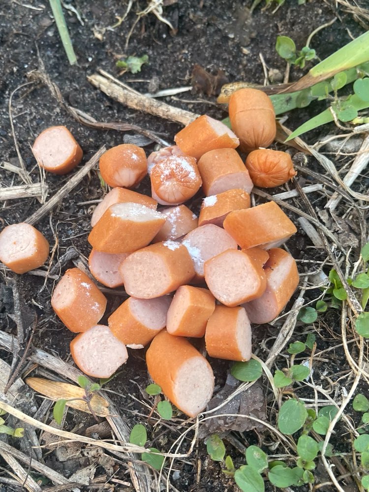 Giftköder-Weißes Pulver auf Würstchen-Profilbild