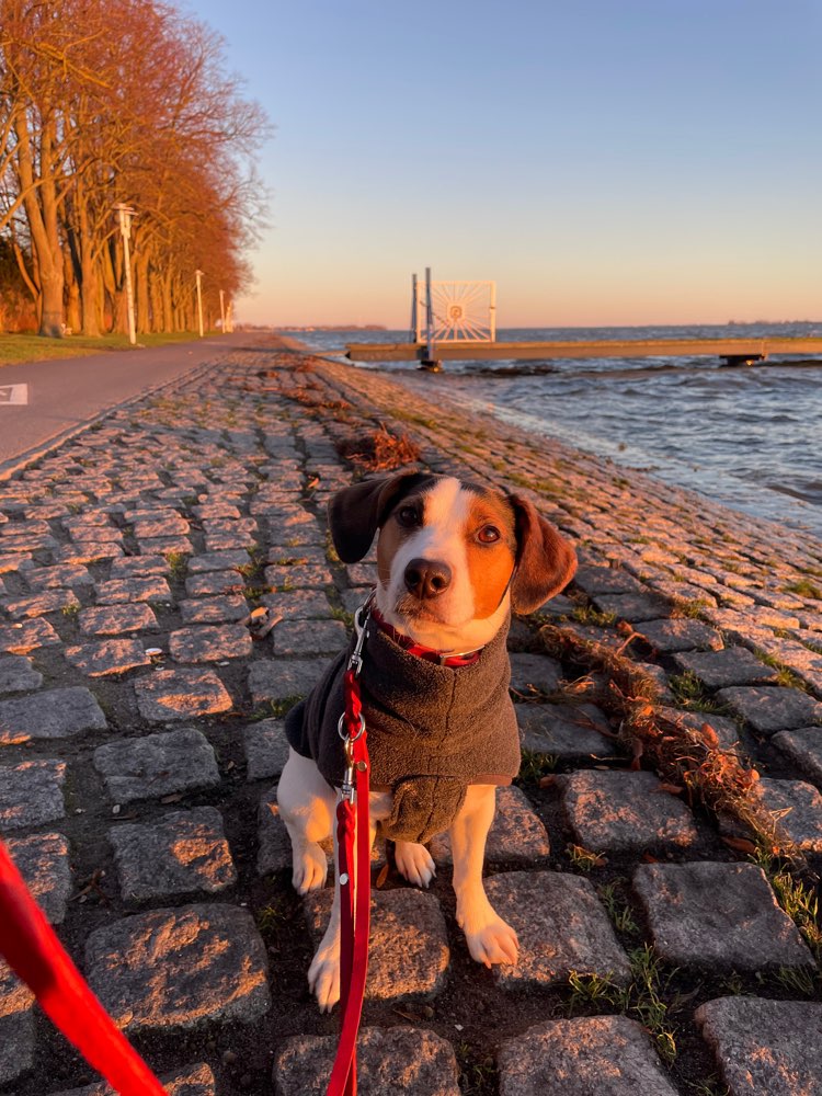 Hundetreffen-Social Walk in Stralsund und Umgebung-Profilbild