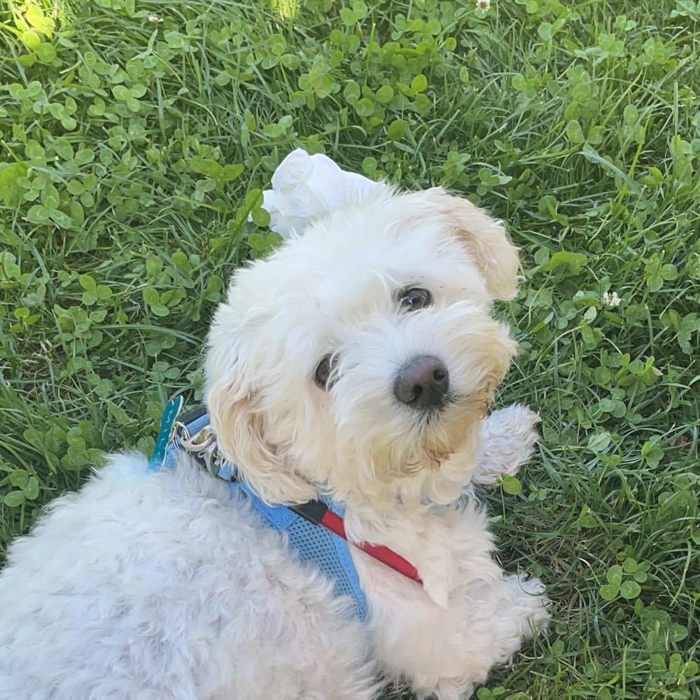 Hundetreffen-Spielen & Gassidate-Profilbild