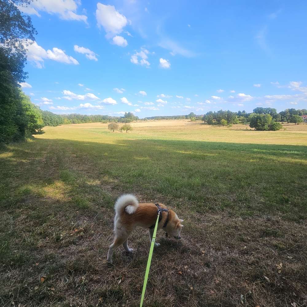 Hundetreffen-Gemeinsames Gassi gehen :)-Profilbild