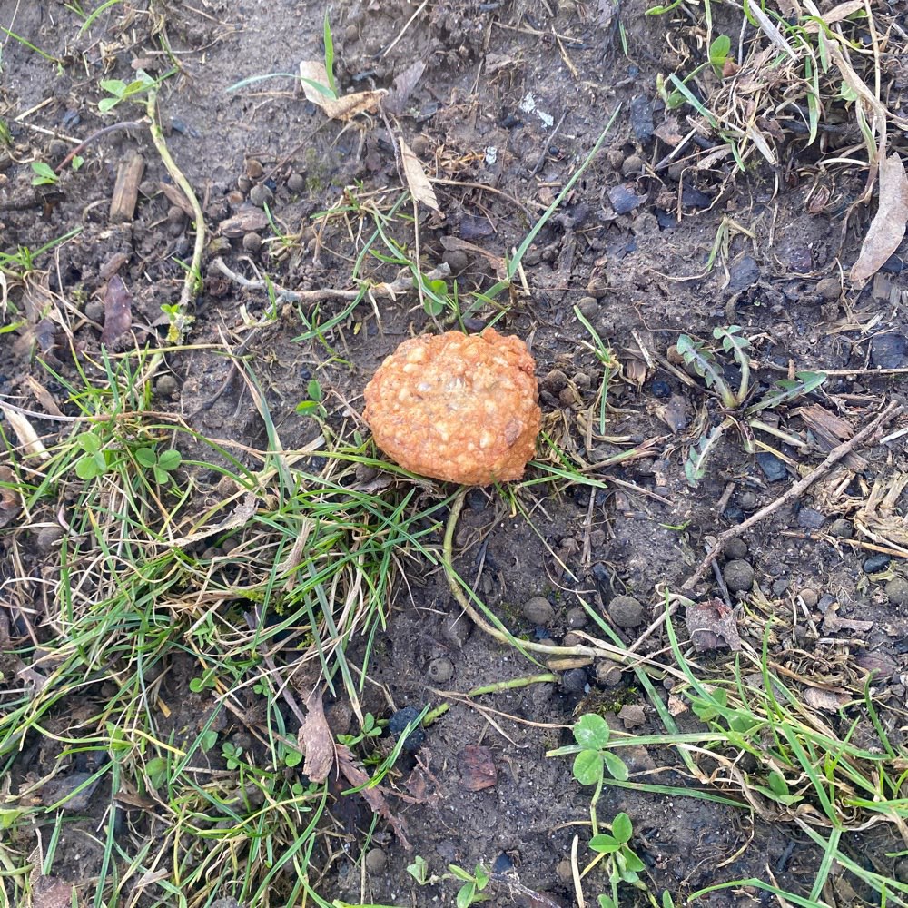 Giftköder-Frikadelle am Feld-Profilbild