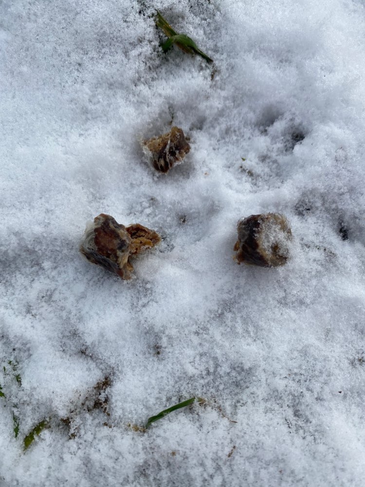 Giftköder-!!!!Getrocknete Wurst Stückchen!!!-Profilbild