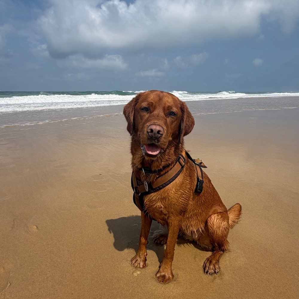 Hundetreffen-Spielpartner gesucht🐶-Profilbild