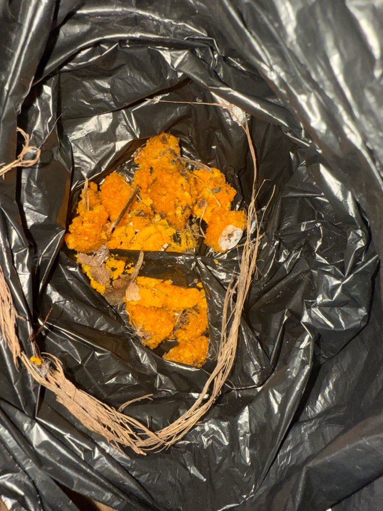 Giftköder-Orangene Giftköder wie bereits überall-Profilbild