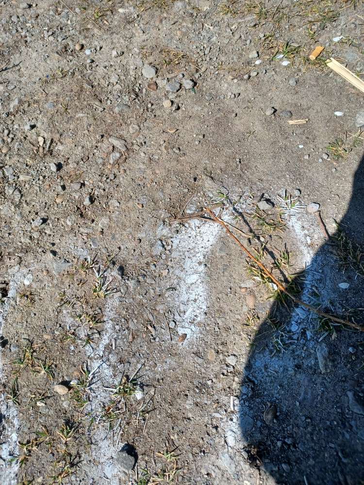 Giftköder-Unbekanntes weisses Pulver-Profilbild