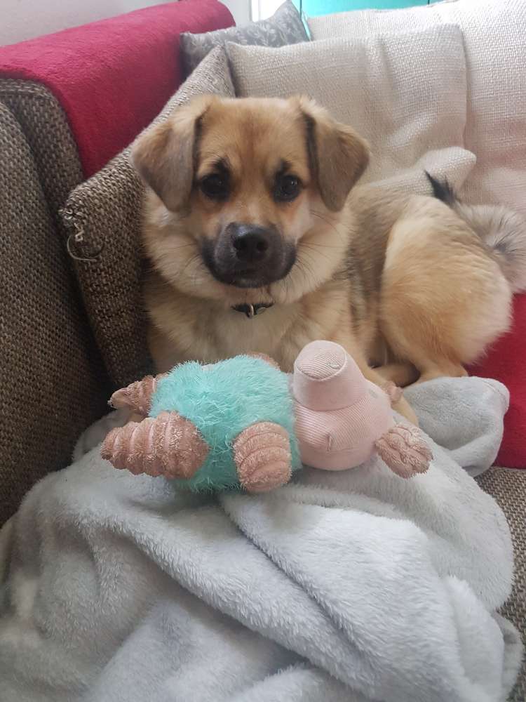 Hundetreffen-Treffen zum spielen und Gassigehen-Profilbild