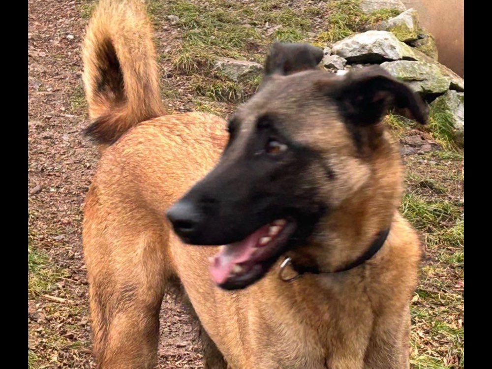 Hundetreffen-SocialWalk-Profilbild