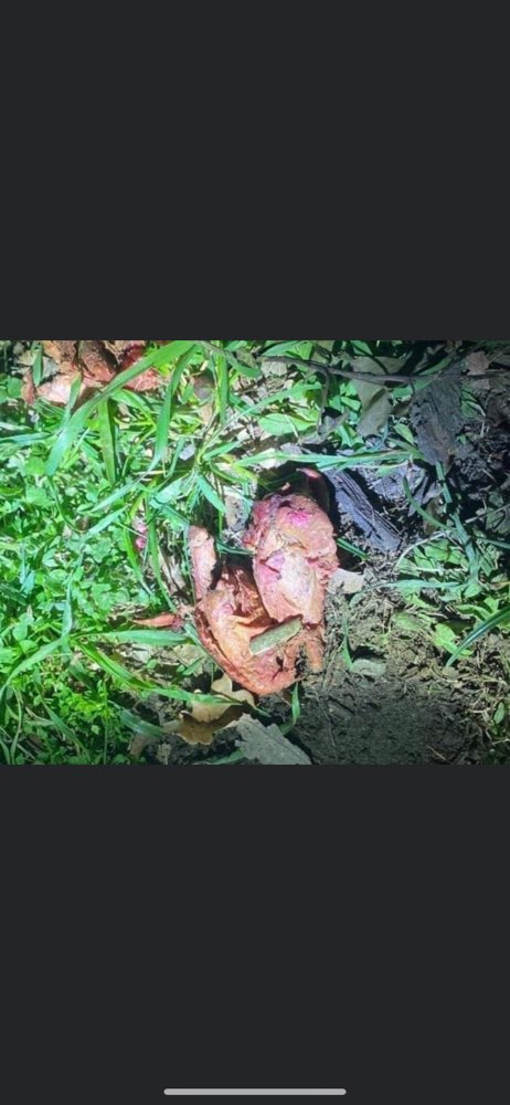 Giftköder-Giftköder-Profilbild