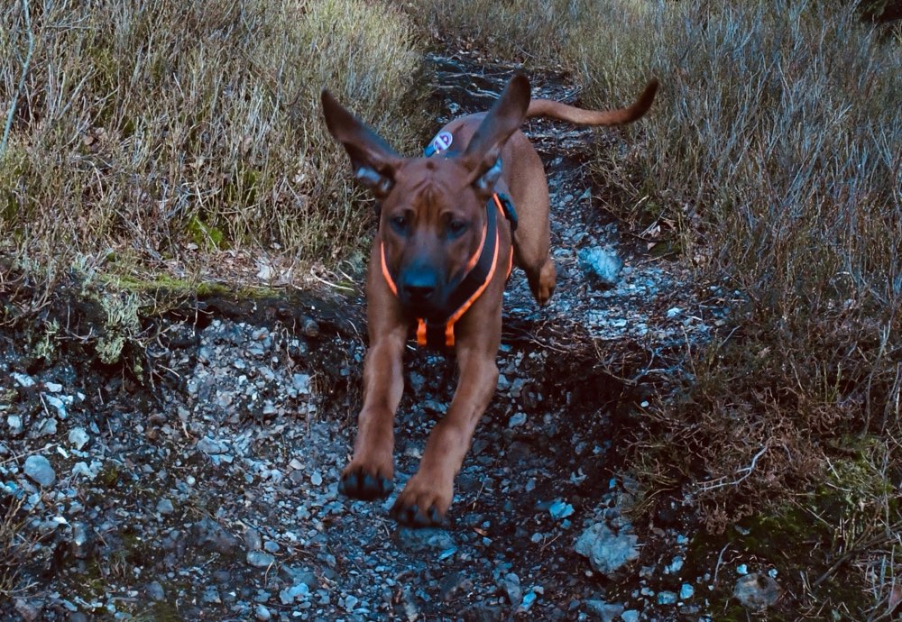 Hundetreffen-Spielen und Spazieren-Profilbild