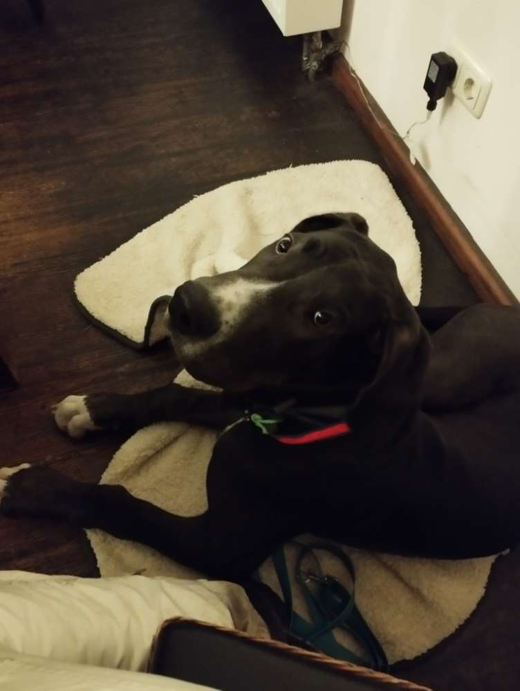 Hundetreffen-Spielen Mal n halbes Stündchen auf n Feld-Profilbild