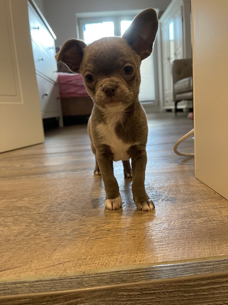 Hundetreffen-Welpentreffen🐾🐶-Profilbild