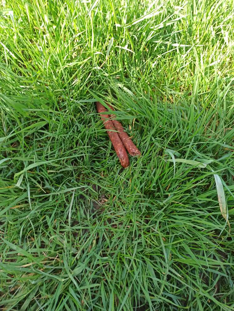 Giftköder-Möglicher Giftköder-Profilbild