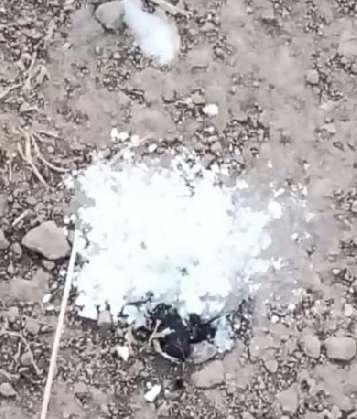 Giftköder-Verdächtiges weißes Pulver-Profilbild