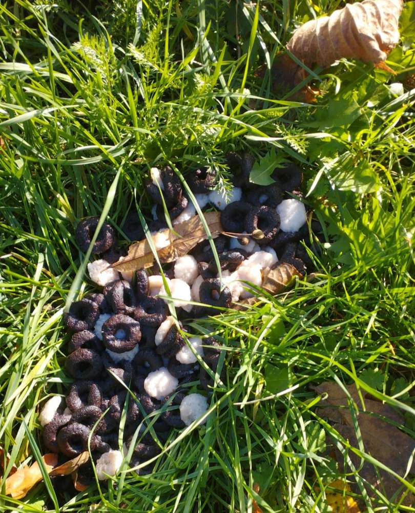 Giftköder-Eventuell Giftköder-Profilbild