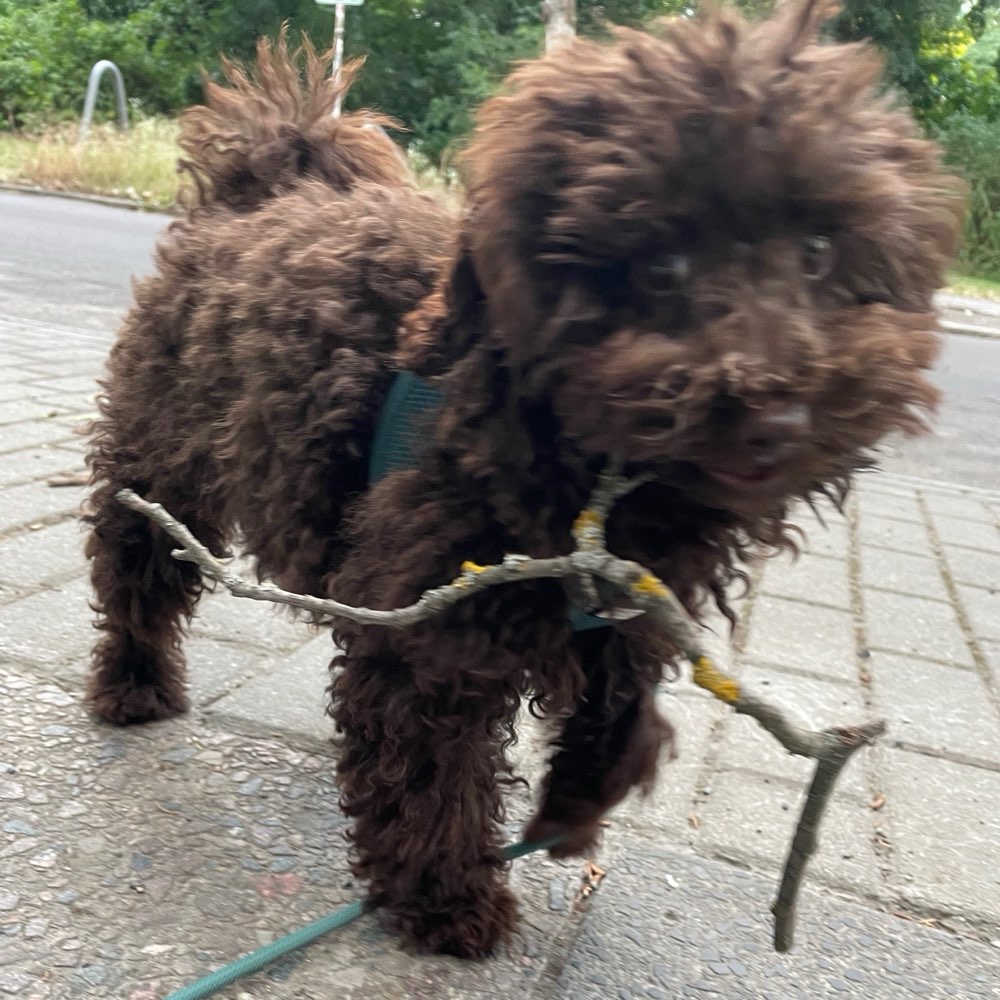 Hundetreffen-Spazierbuddy für Pudelwelpen in Karlshorst gesucht-Profilbild