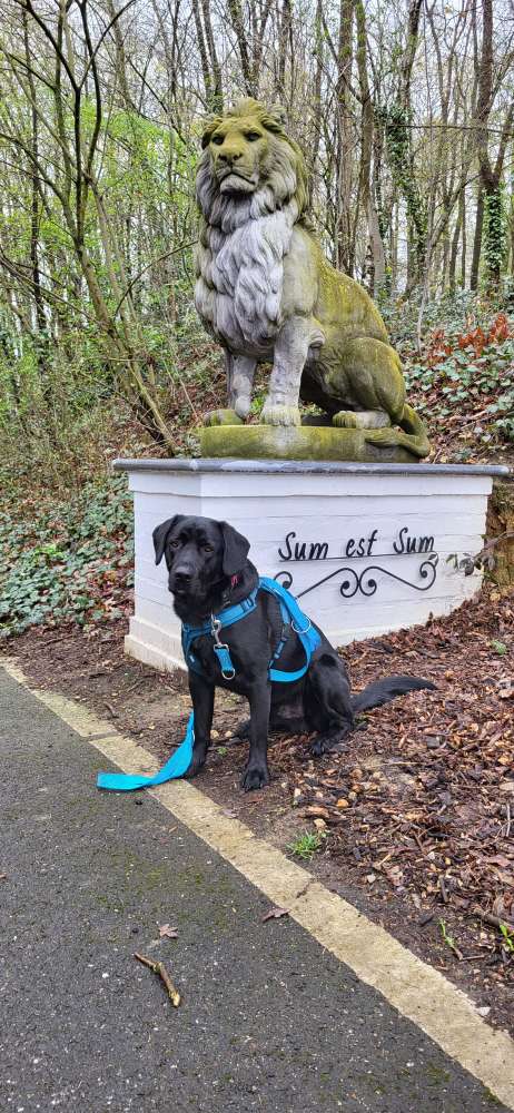 Hundetreffen-Spiel- & Gassikameraden gesucht !!-Profilbild