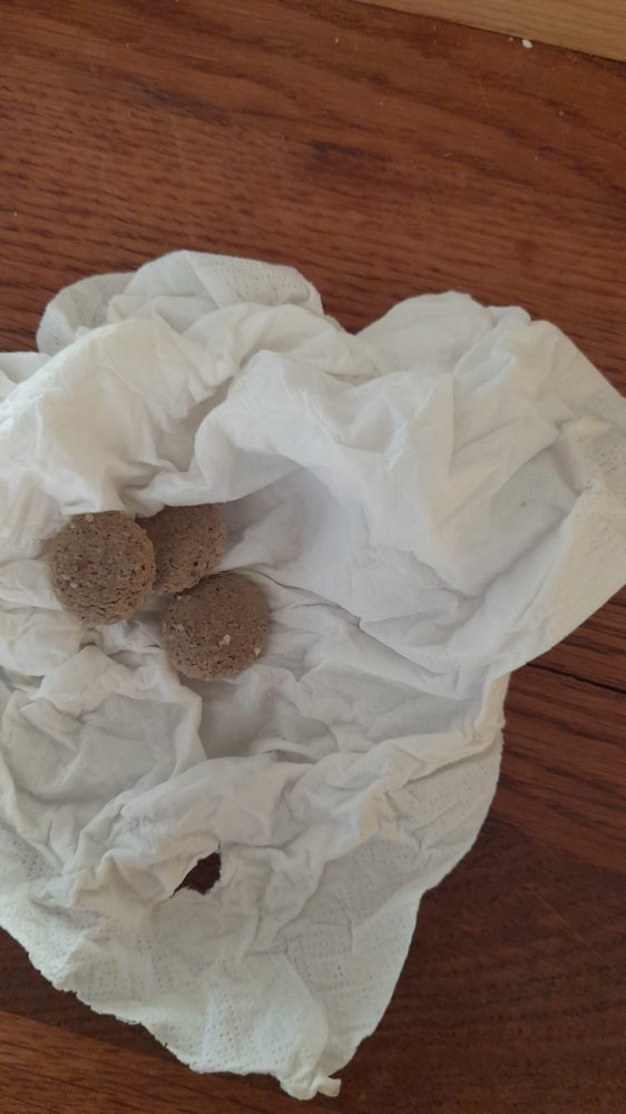 Giftköder-Eventuell vergiftete Leckerlis-Profilbild