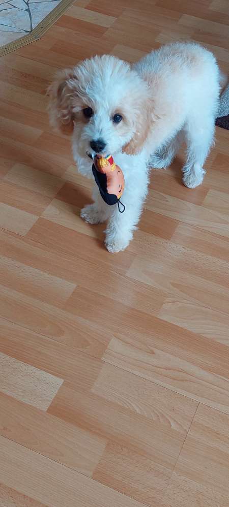 Hundetreffen-Welpentreff in Schwarzenberg-Profilbild