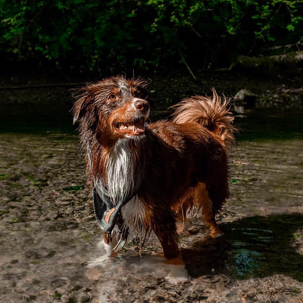 Hundetreffen-Gassi oder Trainings Treffen-Profilbild