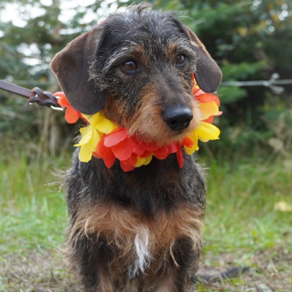 Suchmeldung-Nelli-Profilbild