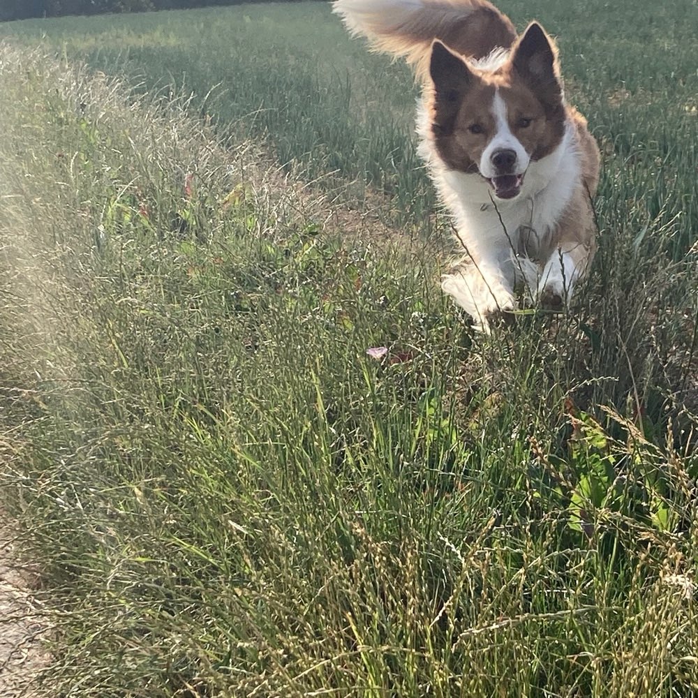 Hundetreffen-Mantrailing im Raum Sinsheim-Profilbild