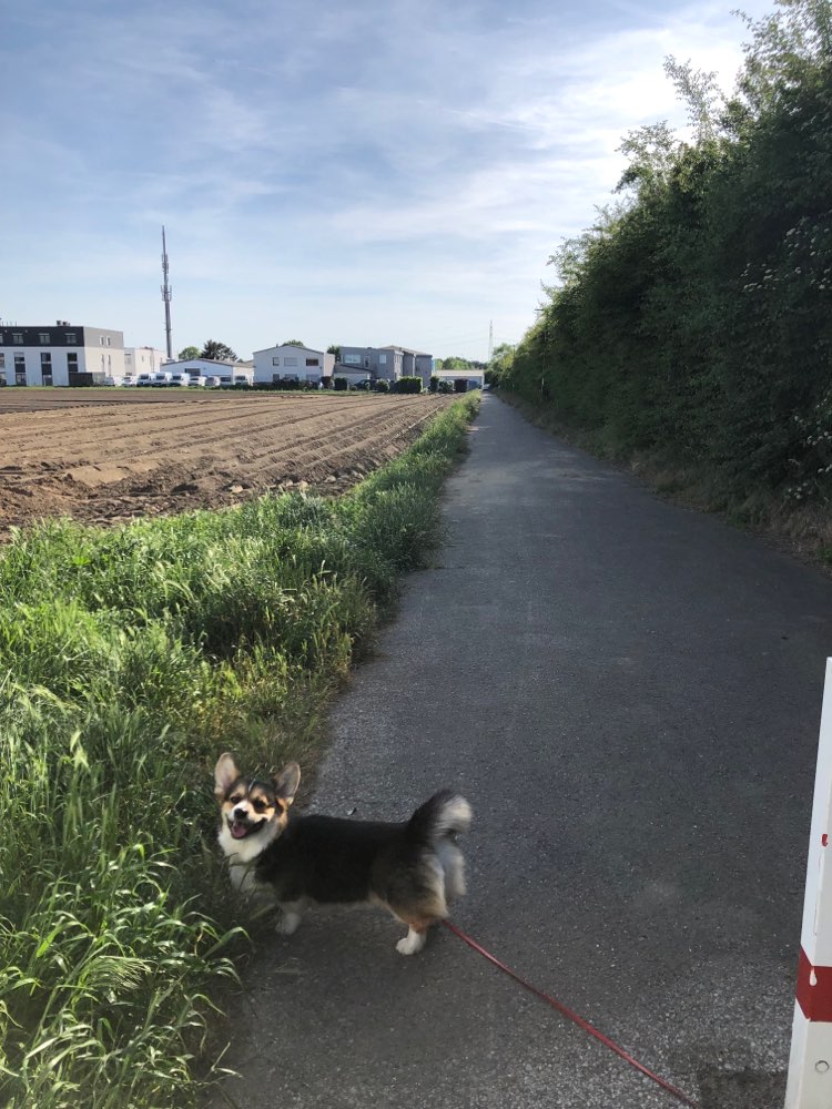 Giftköder-Giftköder/ Futterstücke-Profilbild