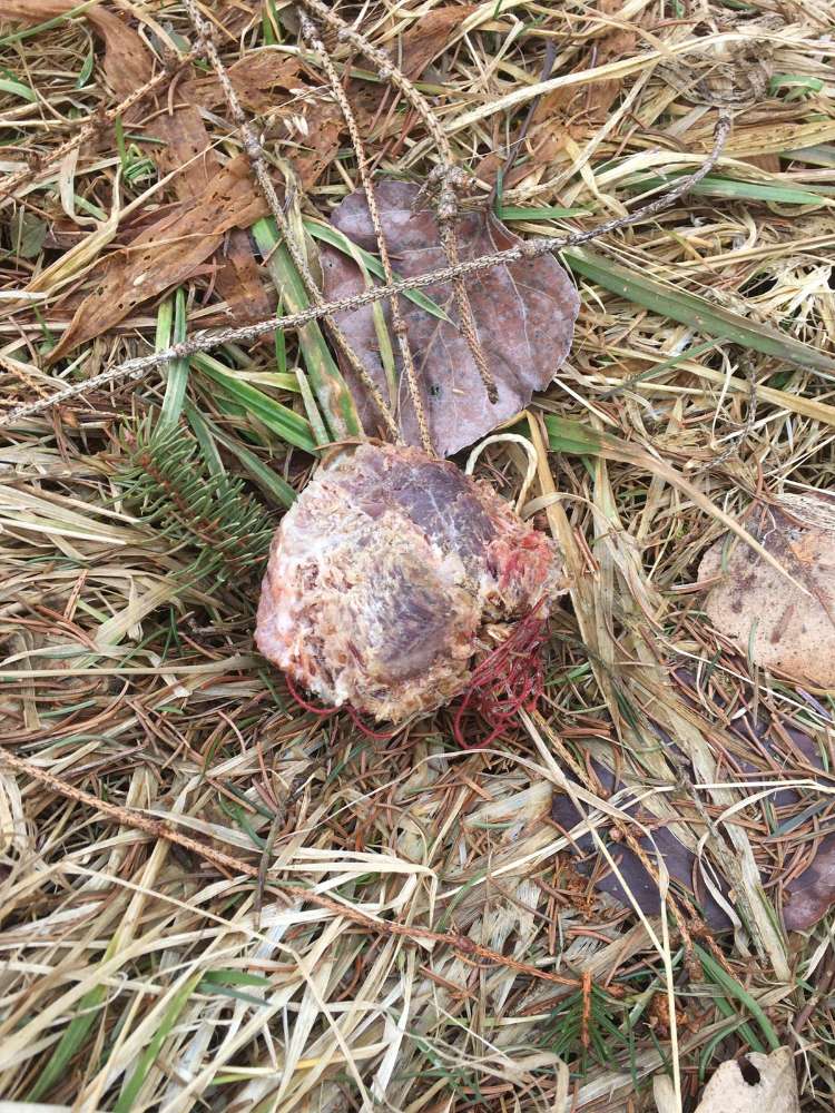 Giftköder-Giftköder-Profilbild