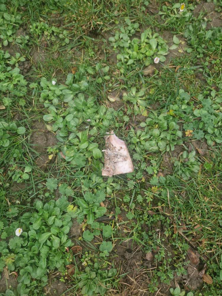 Giftköder-Fleisch-Profilbild