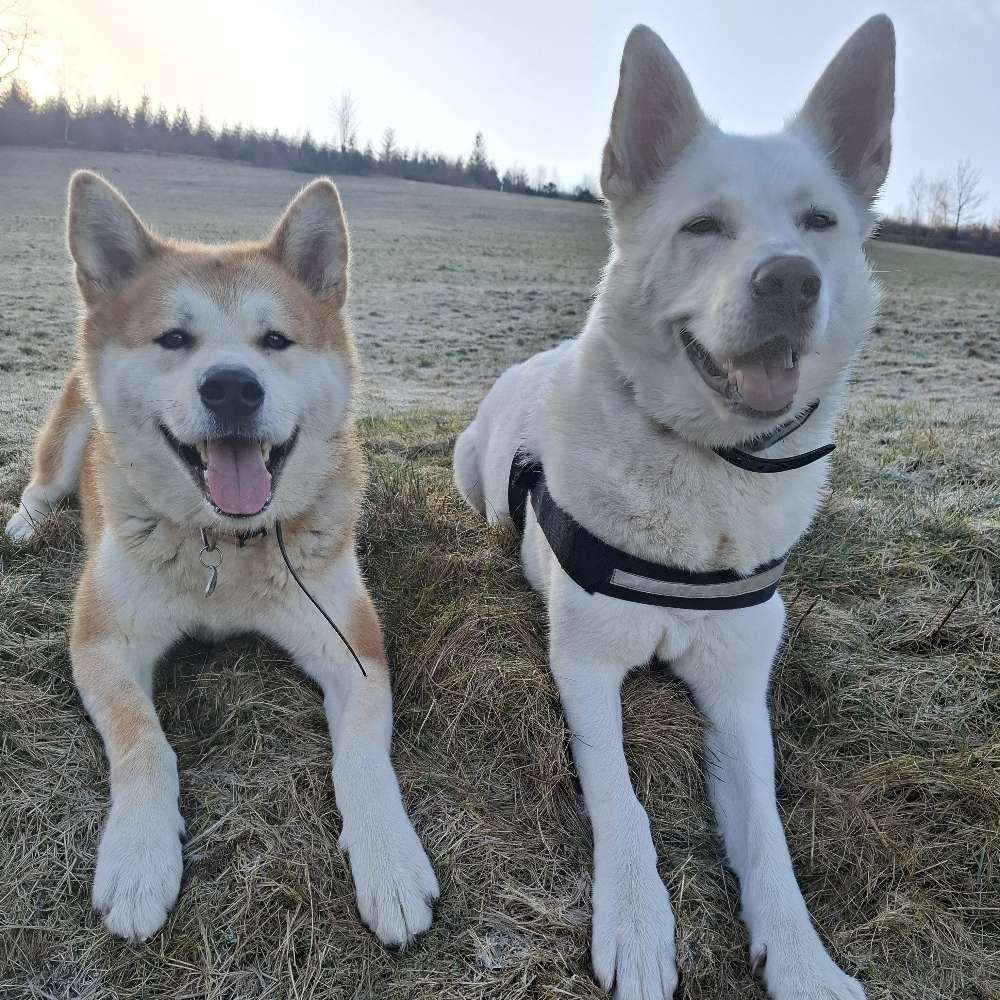 Hundetreffen-Spielpartner gesucht für Akita Rüden (5 J.) 🐾-Profilbild