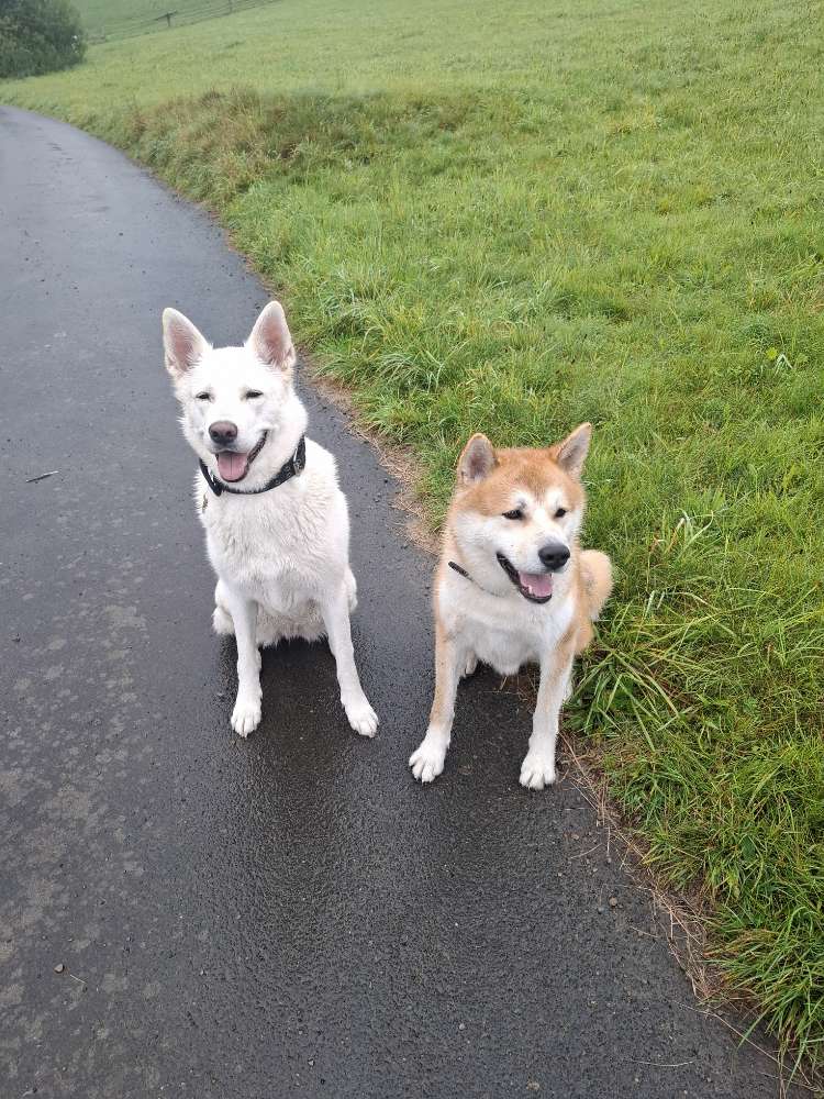 Hundetreffen-Spielpartner gesucht für Akita Rüden (5 J.) 🐾-Profilbild