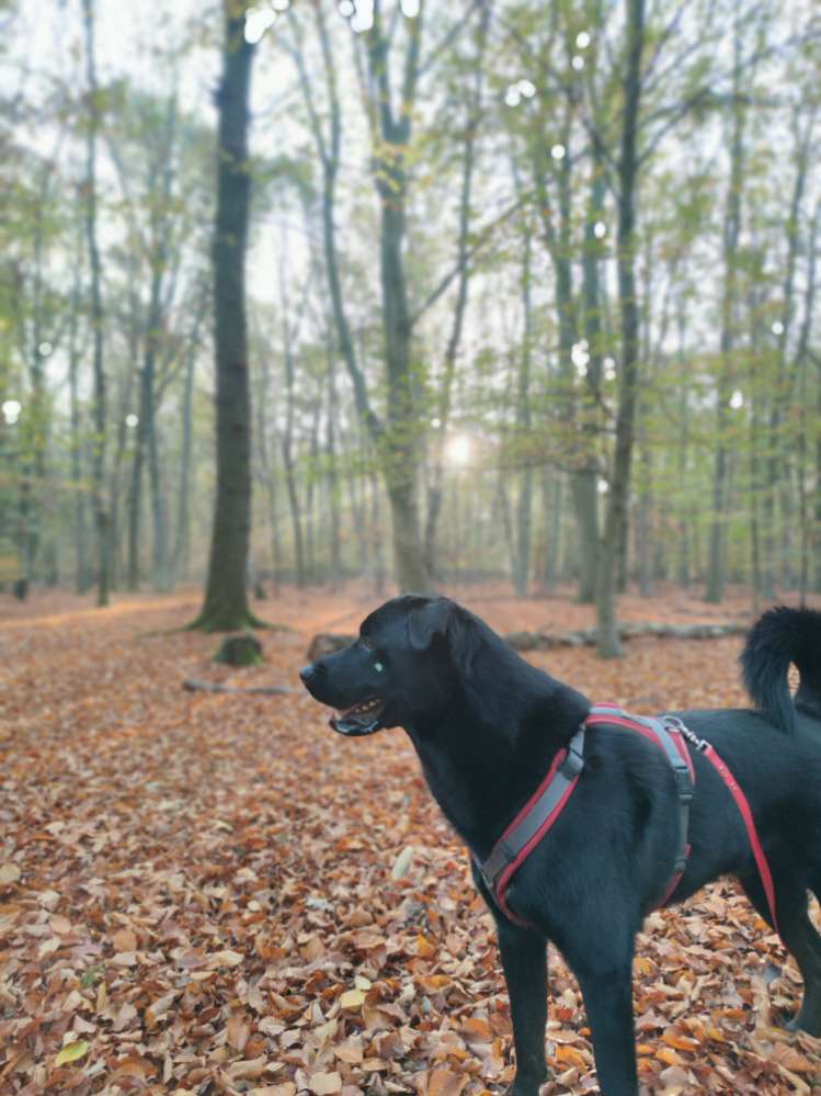 Hundetreffen-Schwerer Freund gesucht-Profilbild