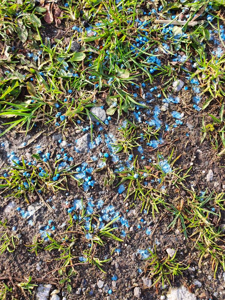 Giftköder-Verdächtiges blaues Granulat Mindenerstr-Profilbild