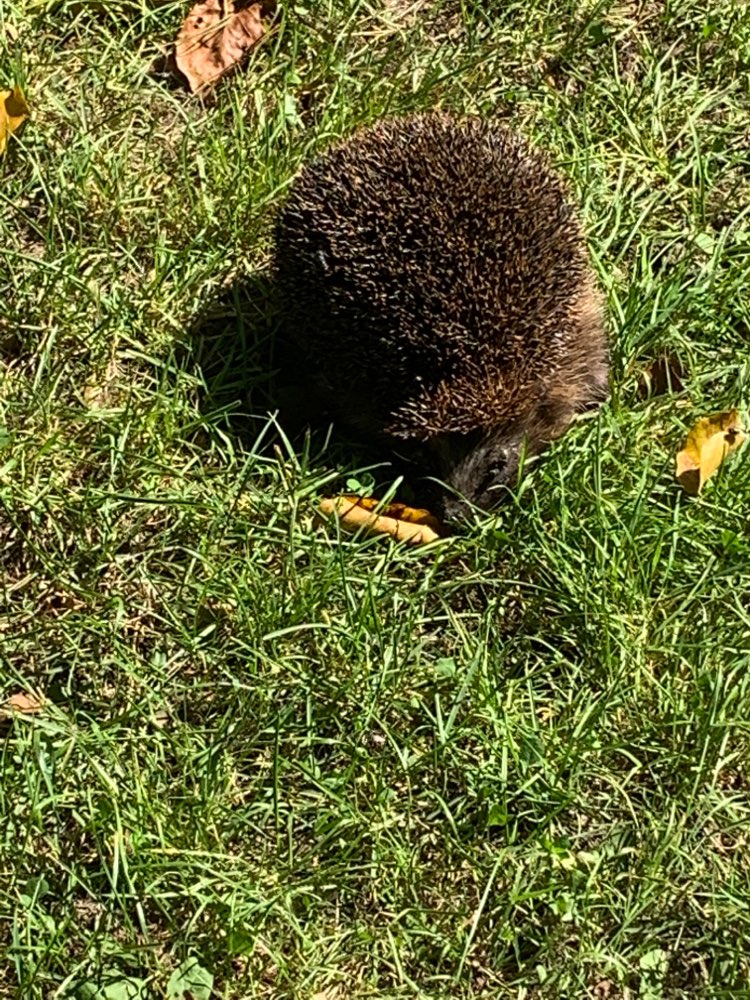 Giftköder-Giftköder-Profilbild