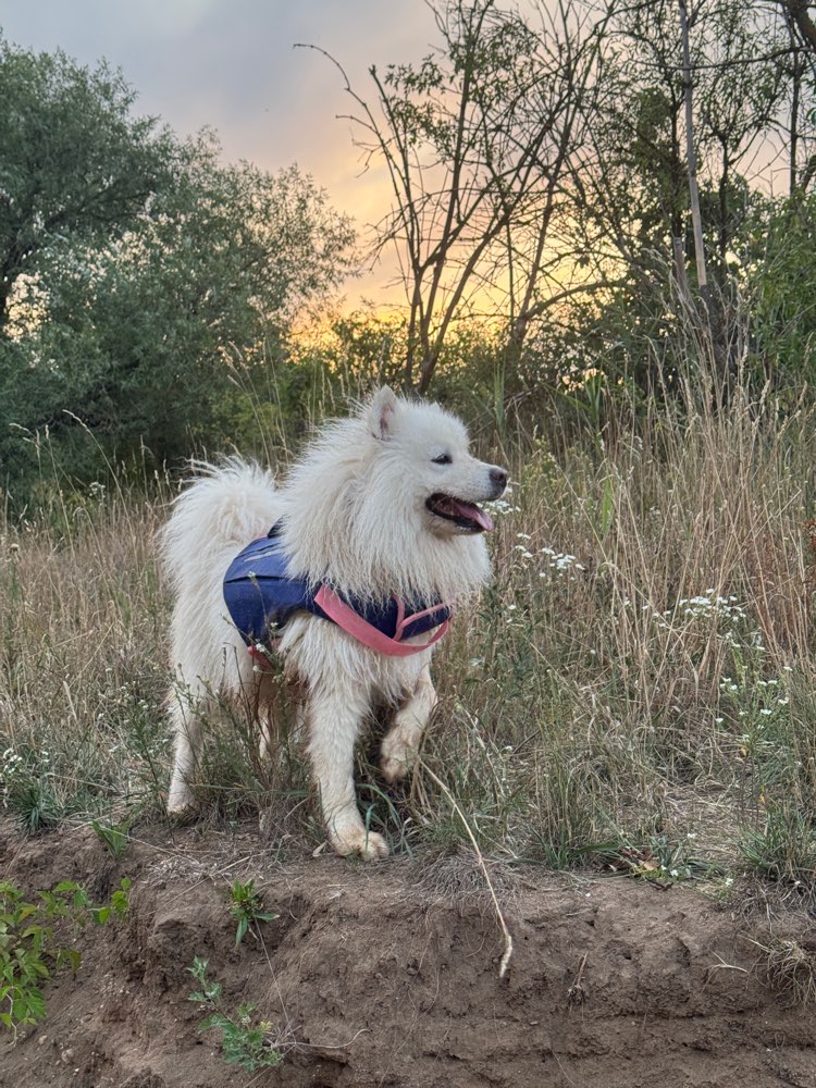 Hundetreffen-Männlicher Spiel- & Gassipartner gesucht-Profilbild
