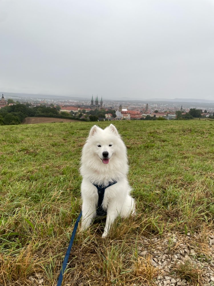 Hundetreffen-Samojeden-Spielpartner Bamberg-Profilbild