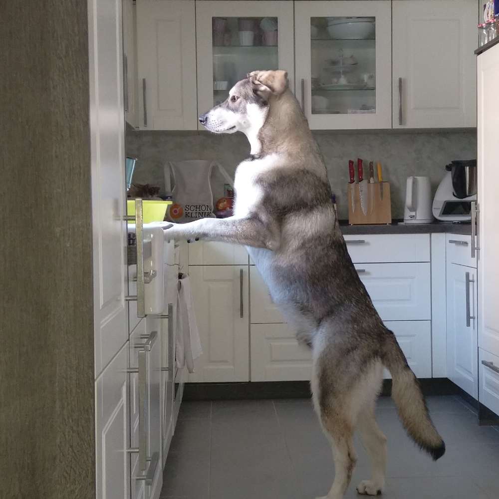 Hundetreffen-Spielpartner gesucht-Profilbild