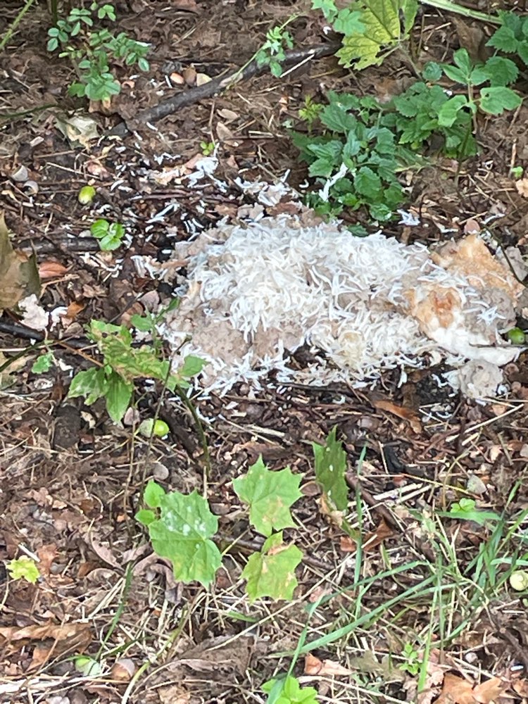 Giftköder-Lebensmittelreste-Profilbild