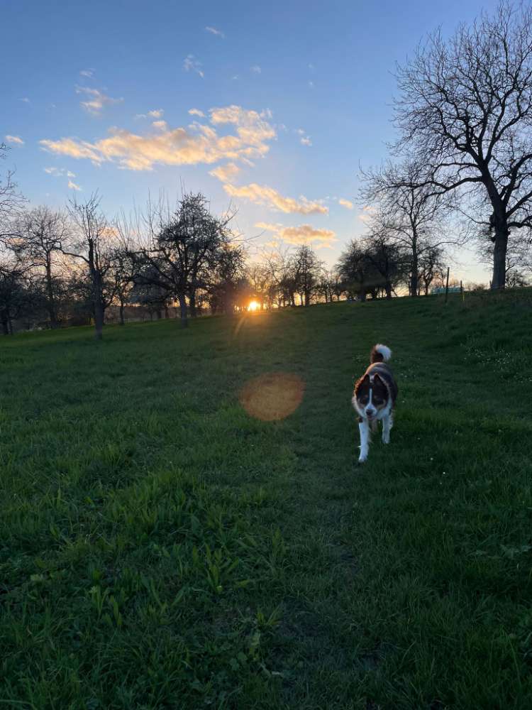 Hundetreffen-Gemeinsame Gassirunden + Training-Profilbild