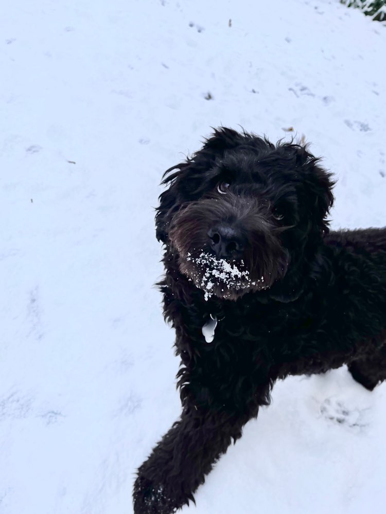 Hundetreffen-Spieltreffen-Profilbild